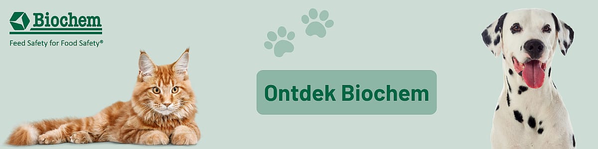 Hond, Zoogdier, Huisdier, Kat, Hond, Zoogdier, Huisdier, Kat